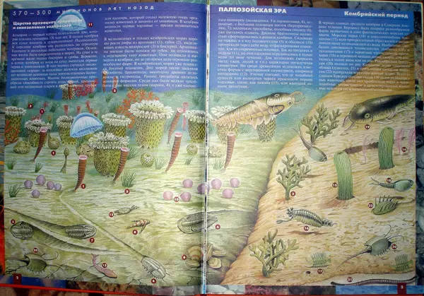 Евгений Курочкин - Атлас динозавров и других ископаемых животных - Страница № 4