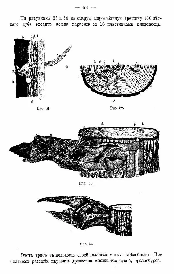 К. Лямин - Дерево как строительный материал, выпуск 1 - Страница № 57