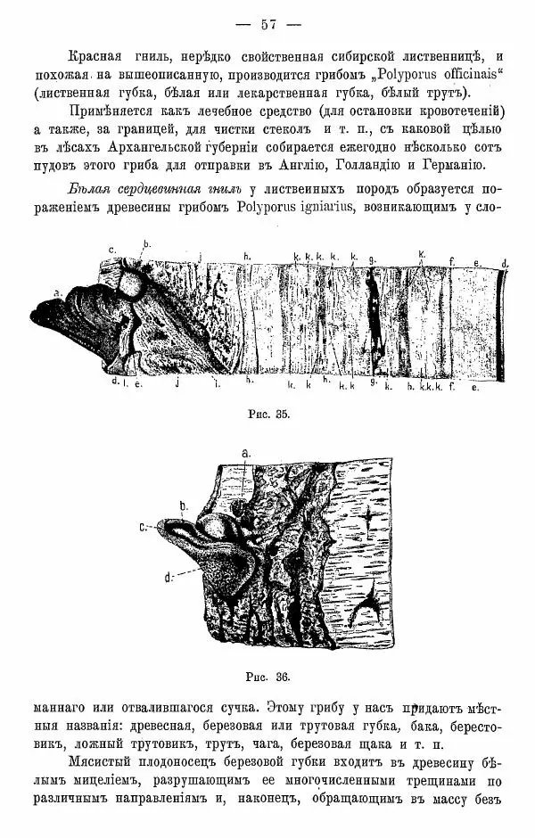 К. Лямин - Дерево как строительный материал, выпуск 1 - Страница № 58