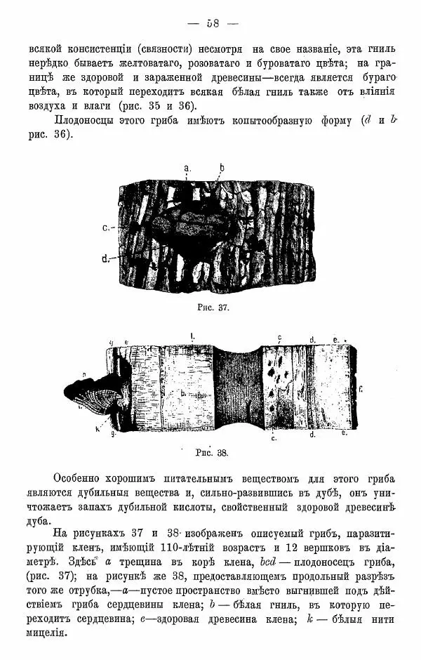К. Лямин - Дерево как строительный материал, выпуск 1 - Страница № 59