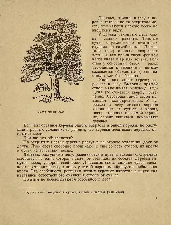 Александр Гавеман - Лес : Беседы лесовода - Страница № 11