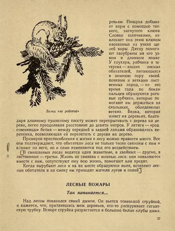 Александр Гавеман - Лес : Беседы лесовода - Страница № 43