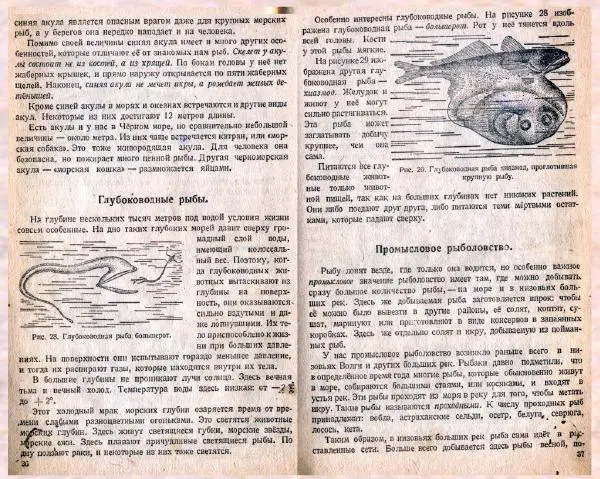 Владимир Тетюрев - Естествознание. Учебник для 4 класса начальной школы - Страница № 20