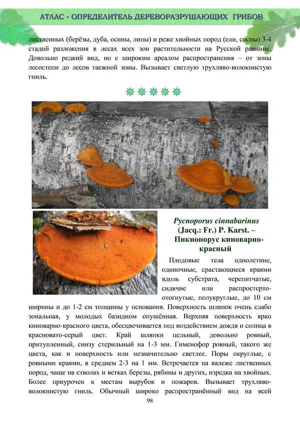  Коллектив авторов - Атлас-определитель дереворазрушающих грибов лесов Русской равнины - Страница № 100
