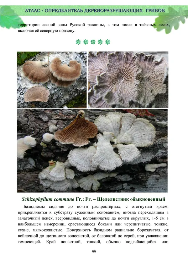 Коллектив авторов - Атлас-определитель дереворазрушающих грибов лесов Русской равнины - Страница № 101