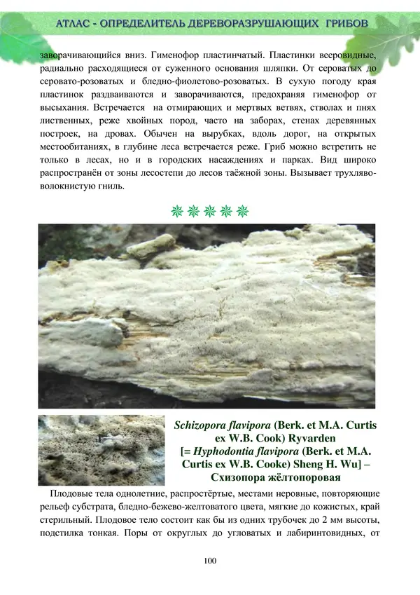  Коллектив авторов - Атлас-определитель дереворазрушающих грибов лесов Русской равнины - Страница № 102