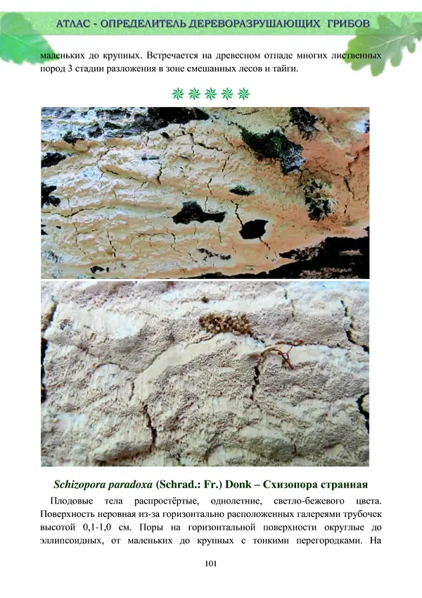  Коллектив авторов - Атлас-определитель дереворазрушающих грибов лесов Русской равнины - Страница № 103