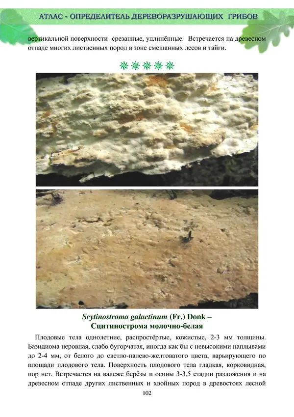  Коллектив авторов - Атлас-определитель дереворазрушающих грибов лесов Русской равнины - Страница № 104
