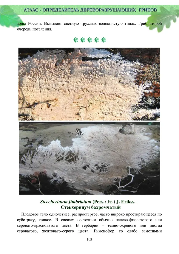  Коллектив авторов - Атлас-определитель дереворазрушающих грибов лесов Русской равнины - Страница № 105