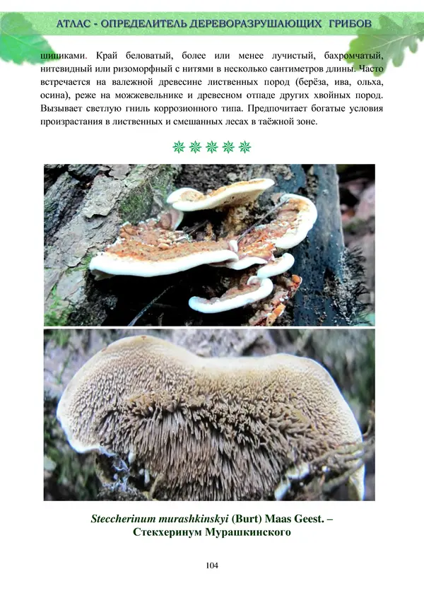  Коллектив авторов - Атлас-определитель дереворазрушающих грибов лесов Русской равнины - Страница № 106
