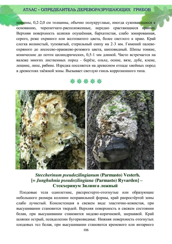 Коллектив авторов - Атлас-определитель дереворазрушающих грибов лесов Русской равнины - Страница № 108