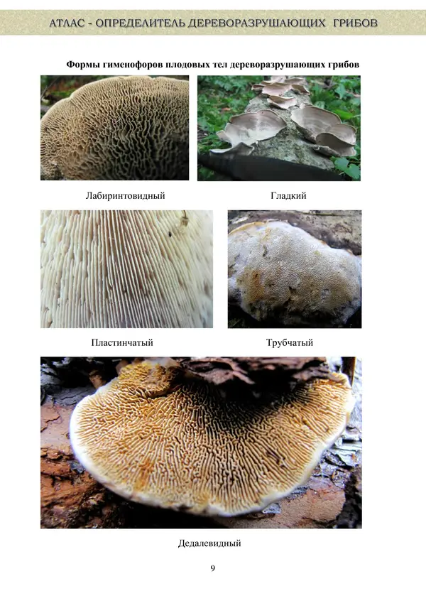  Коллектив авторов - Атлас-определитель дереворазрушающих грибов лесов Русской равнины - Страница № 11