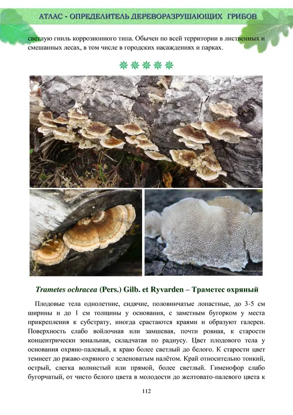  Коллектив авторов - Атлас-определитель дереворазрушающих грибов лесов Русской равнины - Страница № 114