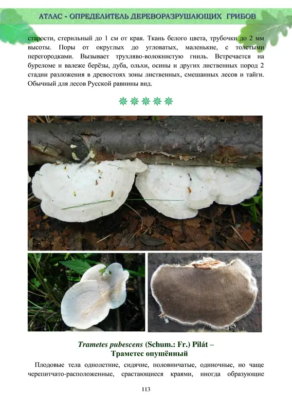  Коллектив авторов - Атлас-определитель дереворазрушающих грибов лесов Русской равнины - Страница № 115
