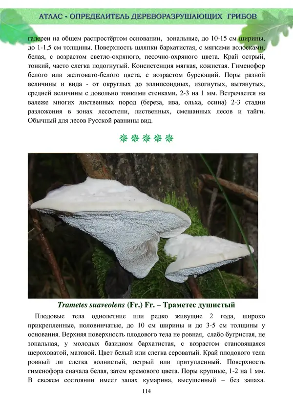  Коллектив авторов - Атлас-определитель дереворазрушающих грибов лесов Русской равнины - Страница № 116