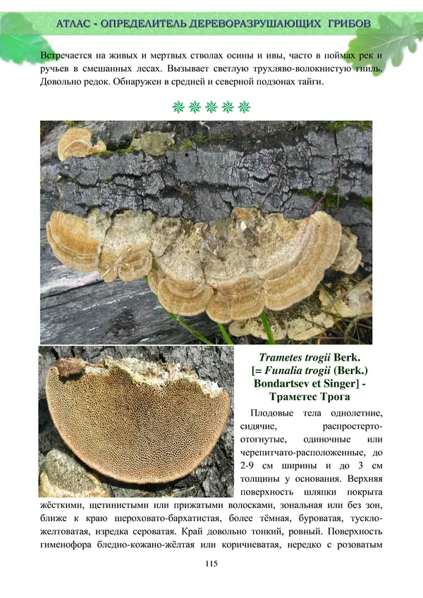  Коллектив авторов - Атлас-определитель дереворазрушающих грибов лесов Русской равнины - Страница № 117