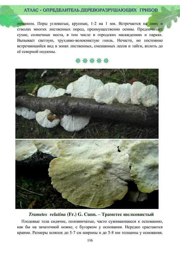  Коллектив авторов - Атлас-определитель дереворазрушающих грибов лесов Русской равнины - Страница № 118