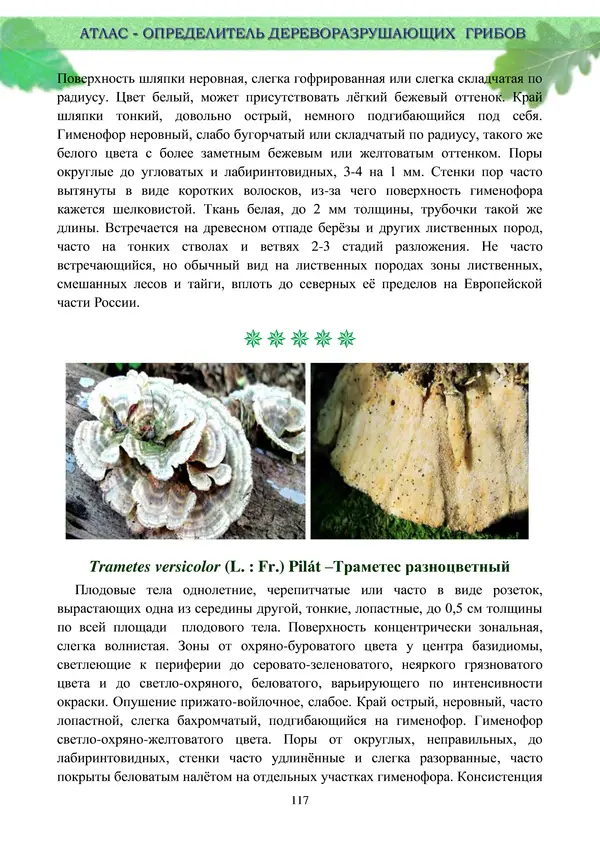  Коллектив авторов - Атлас-определитель дереворазрушающих грибов лесов Русской равнины - Страница № 119