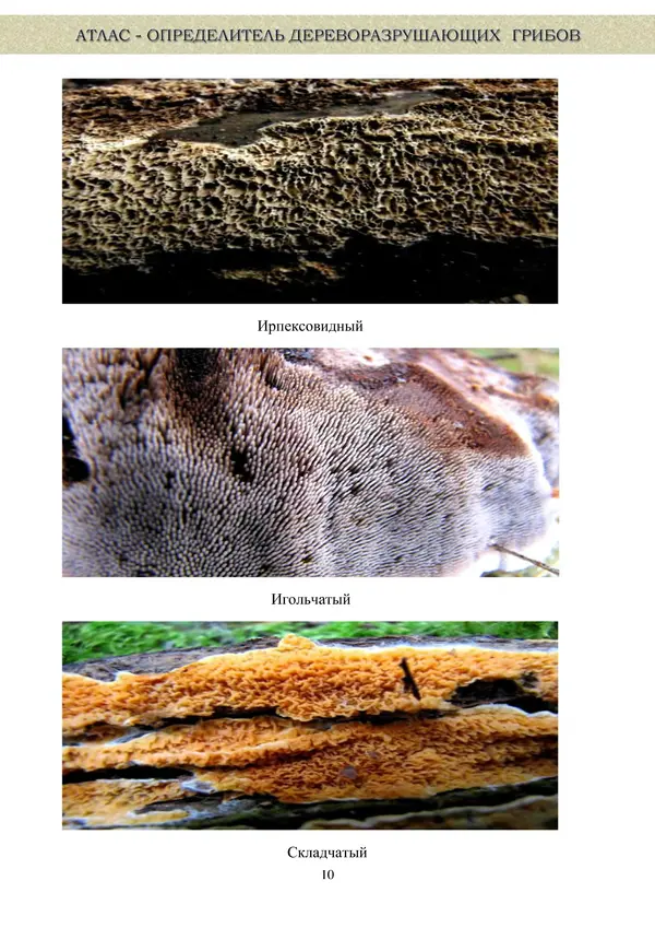 Коллектив авторов - Атлас-определитель дереворазрушающих грибов лесов Русской равнины - Страница № 12