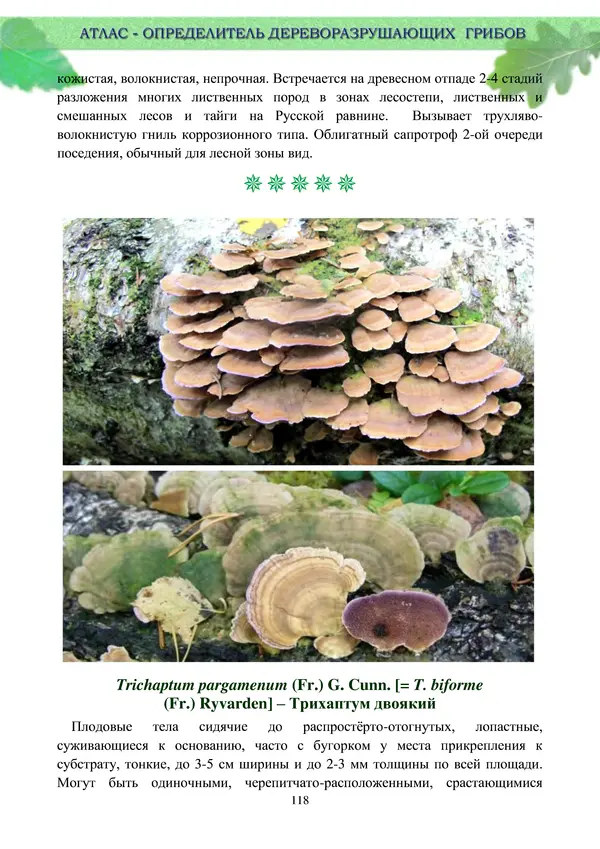  Коллектив авторов - Атлас-определитель дереворазрушающих грибов лесов Русской равнины - Страница № 120