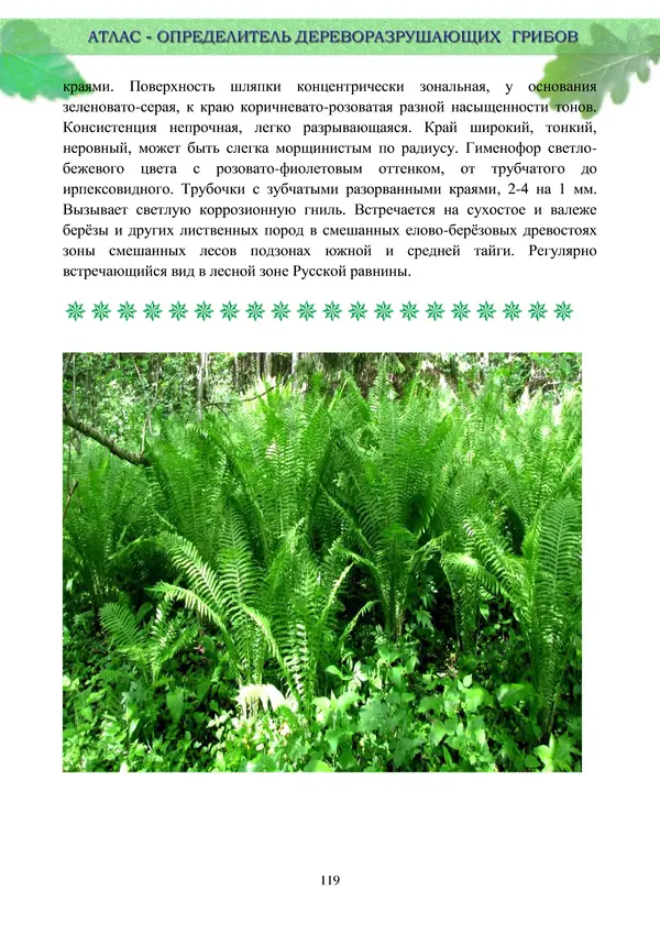  Коллектив авторов - Атлас-определитель дереворазрушающих грибов лесов Русской равнины - Страница № 121