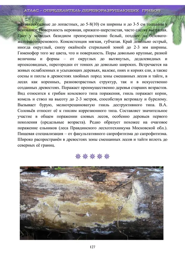 Коллектив авторов - Атлас-определитель дереворазрушающих грибов лесов Русской равнины - Страница № 129