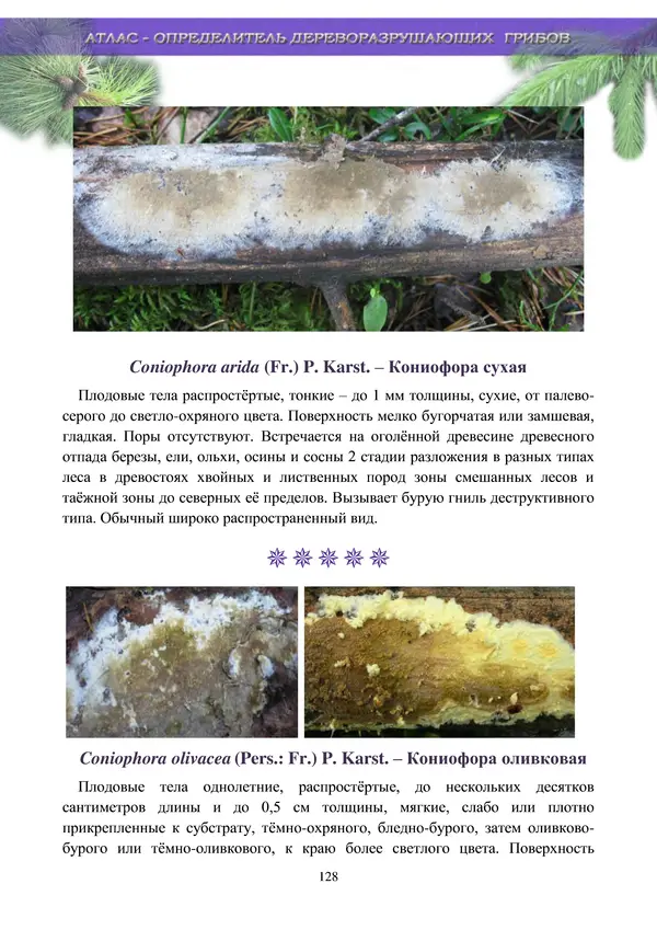  Коллектив авторов - Атлас-определитель дереворазрушающих грибов лесов Русской равнины - Страница № 130