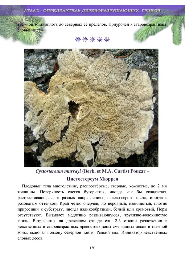  Коллектив авторов - Атлас-определитель дереворазрушающих грибов лесов Русской равнины - Страница № 132