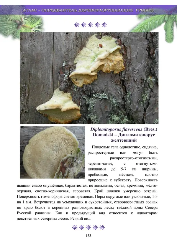  Коллектив авторов - Атлас-определитель дереворазрушающих грибов лесов Русской равнины - Страница № 135