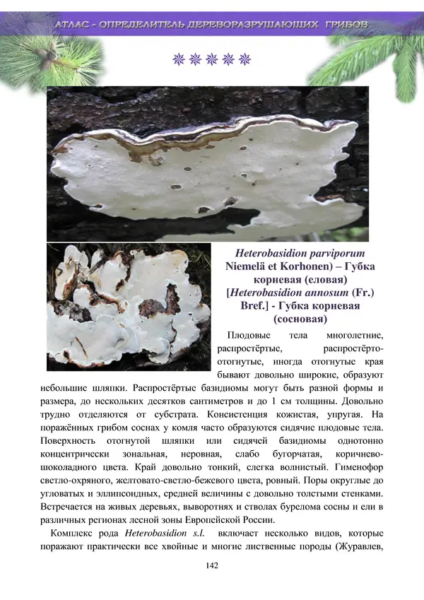  Коллектив авторов - Атлас-определитель дереворазрушающих грибов лесов Русской равнины - Страница № 144