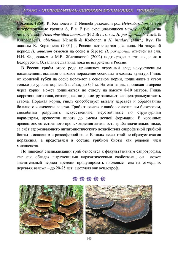  Коллектив авторов - Атлас-определитель дереворазрушающих грибов лесов Русской равнины - Страница № 145