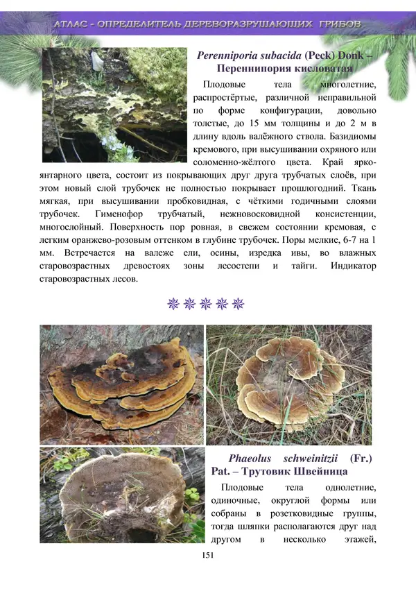  Коллектив авторов - Атлас-определитель дереворазрушающих грибов лесов Русской равнины - Страница № 153