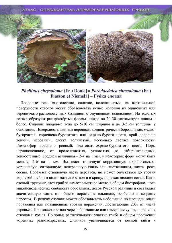  Коллектив авторов - Атлас-определитель дереворазрушающих грибов лесов Русской равнины - Страница № 155
