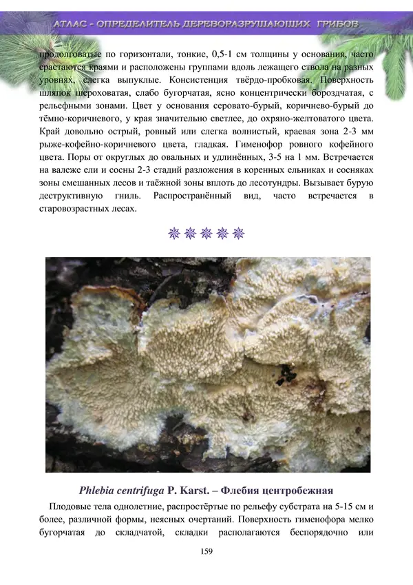  Коллектив авторов - Атлас-определитель дереворазрушающих грибов лесов Русской равнины - Страница № 161