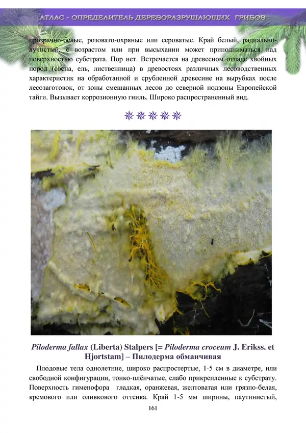  Коллектив авторов - Атлас-определитель дереворазрушающих грибов лесов Русской равнины - Страница № 163
