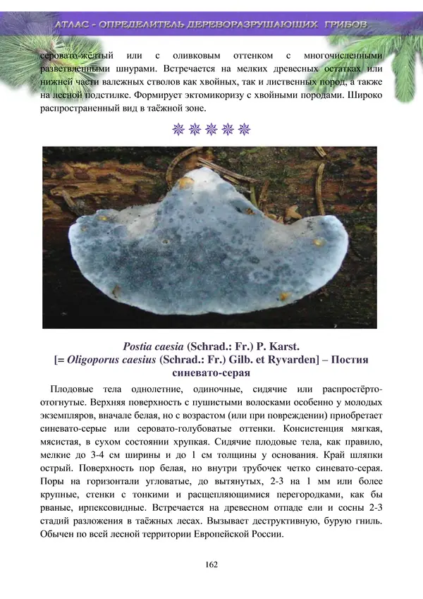  Коллектив авторов - Атлас-определитель дереворазрушающих грибов лесов Русской равнины - Страница № 164