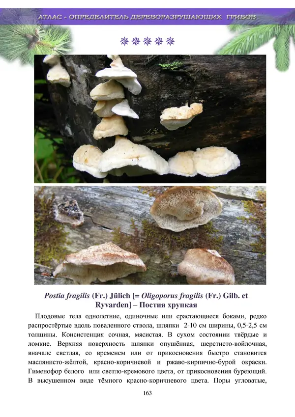  Коллектив авторов - Атлас-определитель дереворазрушающих грибов лесов Русской равнины - Страница № 165