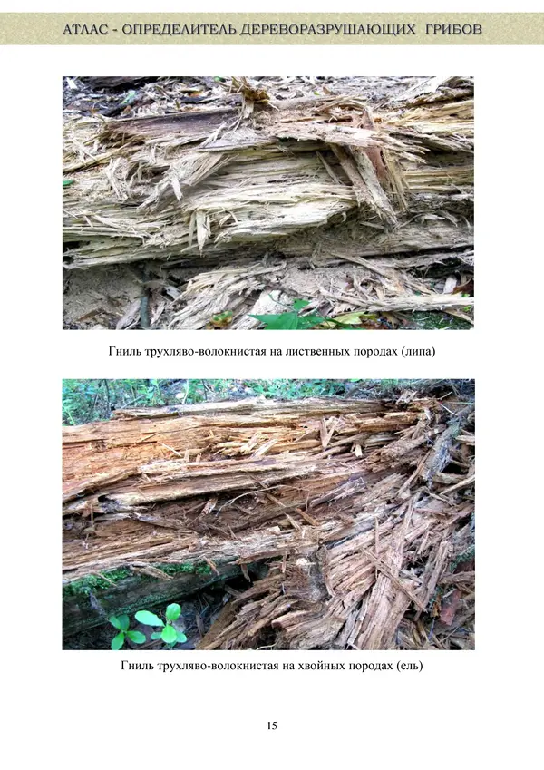  Коллектив авторов - Атлас-определитель дереворазрушающих грибов лесов Русской равнины - Страница № 17