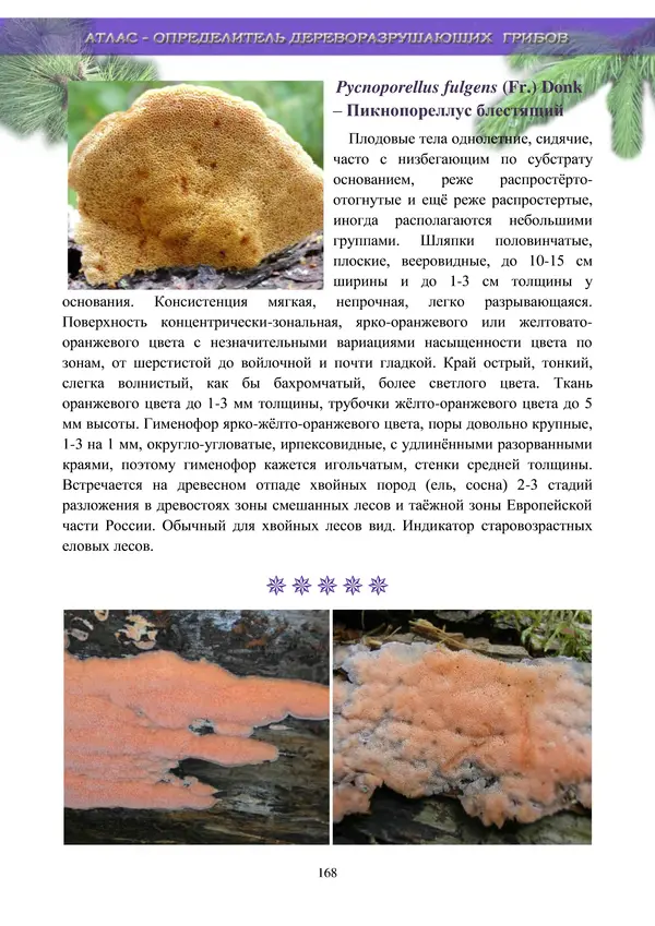  Коллектив авторов - Атлас-определитель дереворазрушающих грибов лесов Русской равнины - Страница № 170
