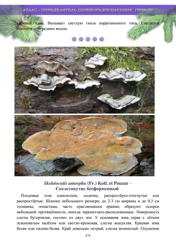  Коллектив авторов - Атлас-определитель дереворазрушающих грибов лесов Русской равнины - Страница № 173