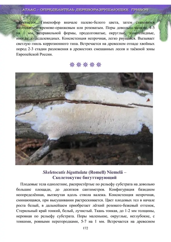  Коллектив авторов - Атлас-определитель дереворазрушающих грибов лесов Русской равнины - Страница № 174
