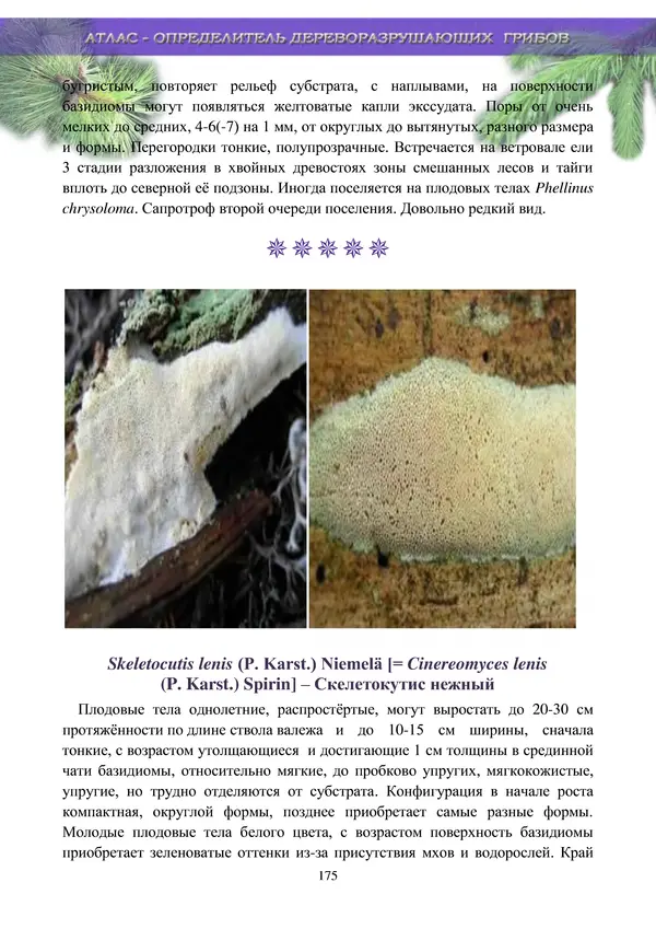 Коллектив авторов - Атлас-определитель дереворазрушающих грибов лесов Русской равнины - Страница № 177