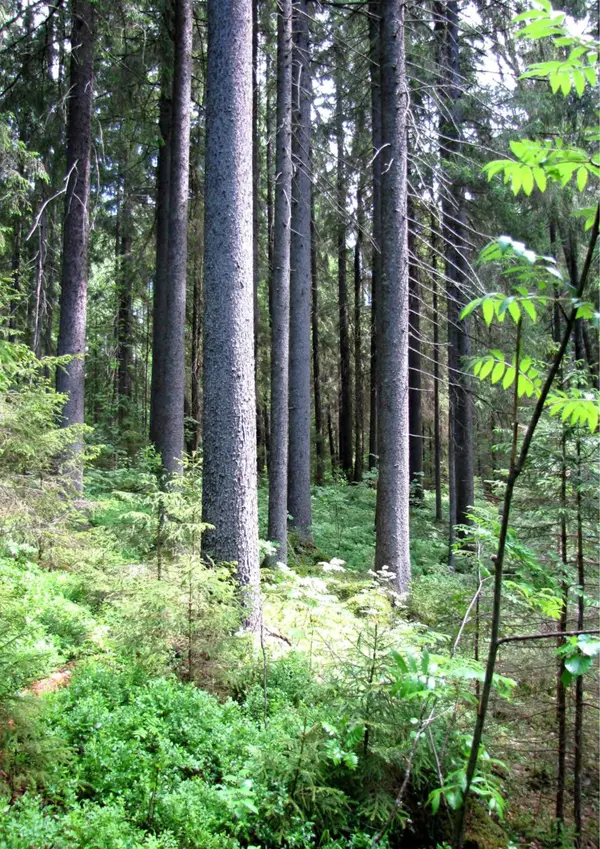  Коллектив авторов - Атлас-определитель дереворазрушающих грибов лесов Русской равнины - Страница № 184