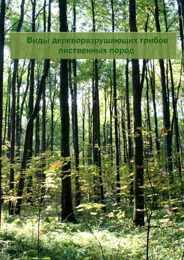  Коллектив авторов - Атлас-определитель дереворазрушающих грибов лесов Русской равнины - Страница № 25