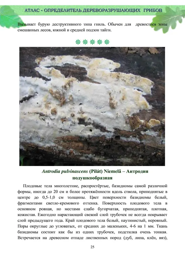  Коллектив авторов - Атлас-определитель дереворазрушающих грибов лесов Русской равнины - Страница № 27