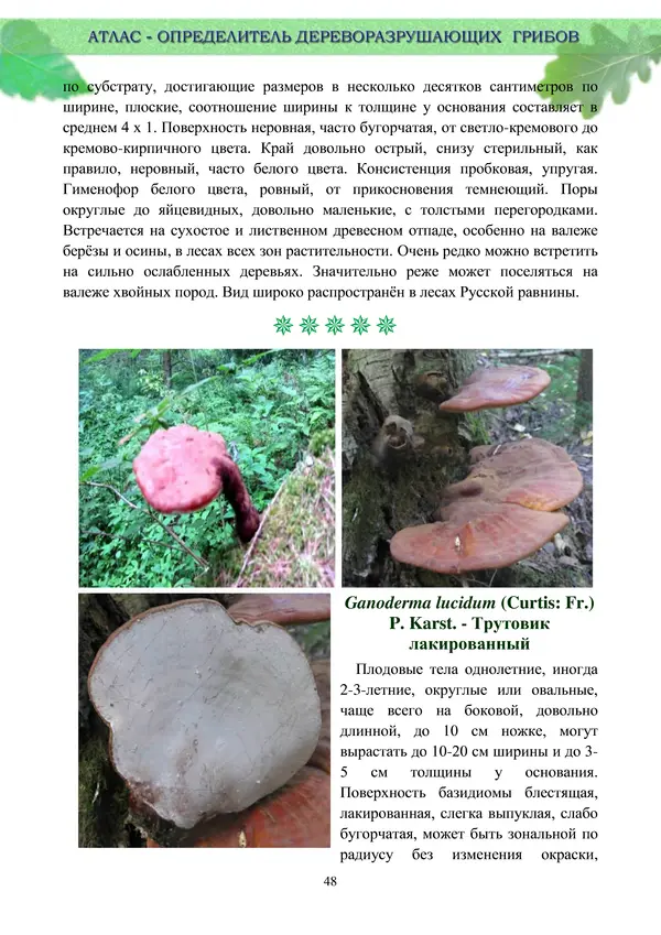  Коллектив авторов - Атлас-определитель дереворазрушающих грибов лесов Русской равнины - Страница № 50