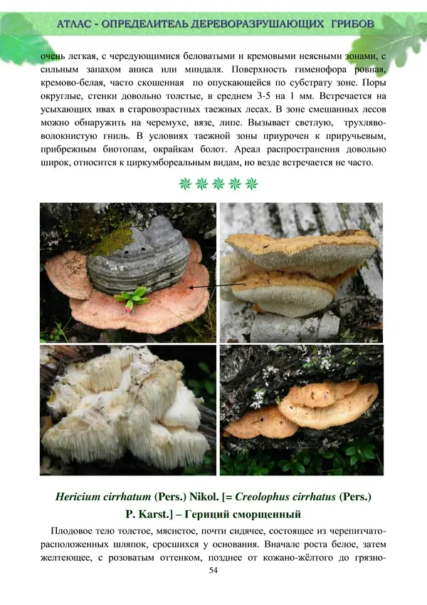  Коллектив авторов - Атлас-определитель дереворазрушающих грибов лесов Русской равнины - Страница № 56
