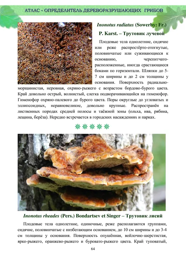  Коллектив авторов - Атлас-определитель дереворазрушающих грибов лесов Русской равнины - Страница № 66