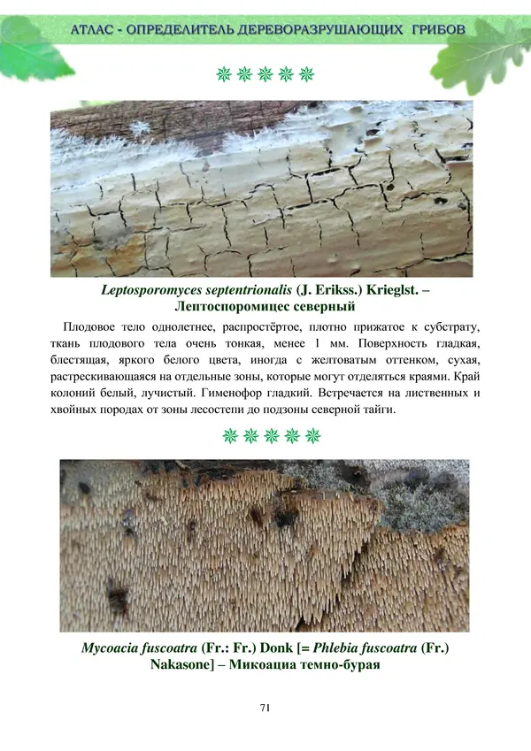  Коллектив авторов - Атлас-определитель дереворазрушающих грибов лесов Русской равнины - Страница № 73