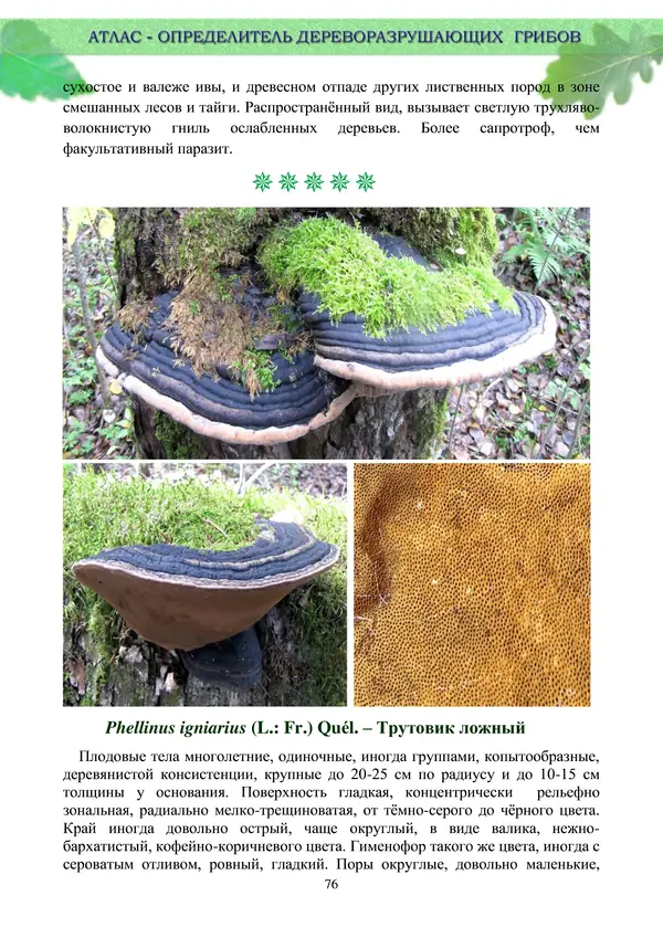  Коллектив авторов - Атлас-определитель дереворазрушающих грибов лесов Русской равнины - Страница № 78